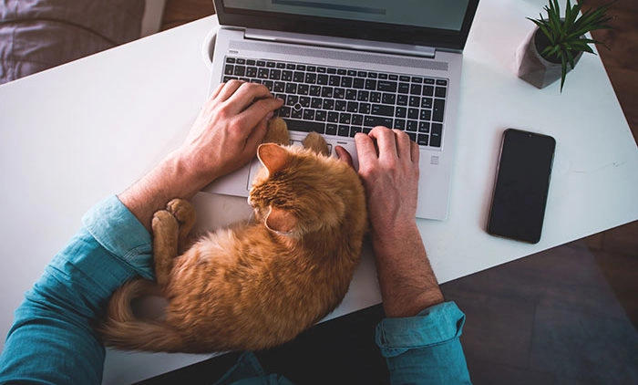 Cat interrupting person working from home on a laptop computer