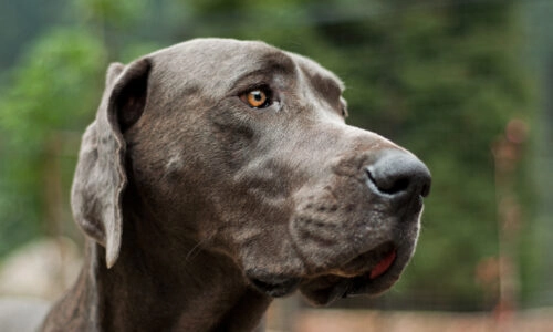Close-up of large breed dog's face